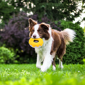 PETOPIA Ultra Tough Dog Toy Mochi Donut